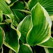 Bohyška 'Fragrant Dream' - Hosta 'Fragrant Dream'
