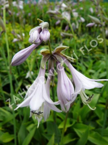 Bohyška 'Aurea' - Hosta fortunei 'Aurea'