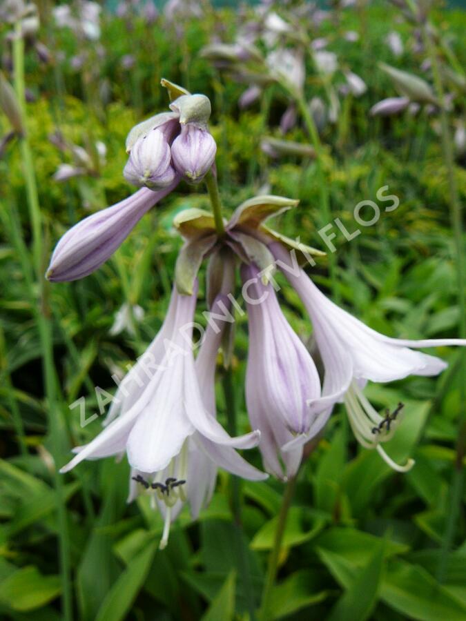 Bohyška 'Aurea' - Hosta fortunei 'Aurea'