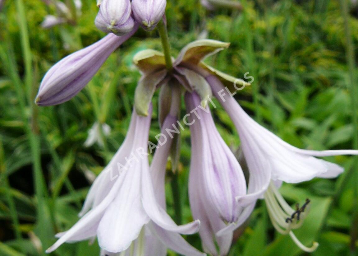 Bohyška 'Aurea' - Hosta fortunei 'Aurea'