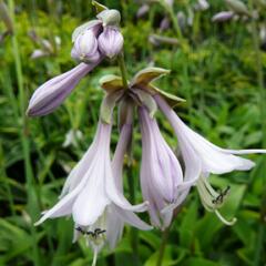 Bohyška 'Aurea' - Hosta fortunei 'Aurea'