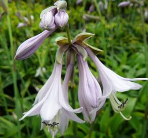 Bohyška 'Aurea' - Hosta fortunei 'Aurea'