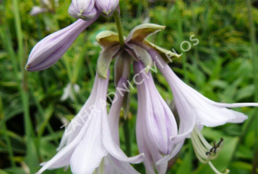 Bohyška 'Aurea' - Hosta fortunei 'Aurea'