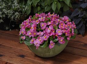 Begónie stálokvětá, ledovka, voskovka 'Brasil Rose' - Begonia semperflorens 'Brasil Rose'
