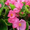 voskovka Brasil Rose - Begonia semperflorens Brasil Rose