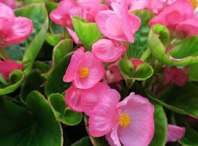 Begónie stálokvětá, ledovka, voskovka 'Brasil Rose' - Begonia semperflorens 'Brasil Rose'