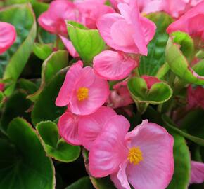 Begónie stálokvětá, ledovka, voskovka 'Brasil Rose' - Begonia semperflorens 'Brasil Rose'