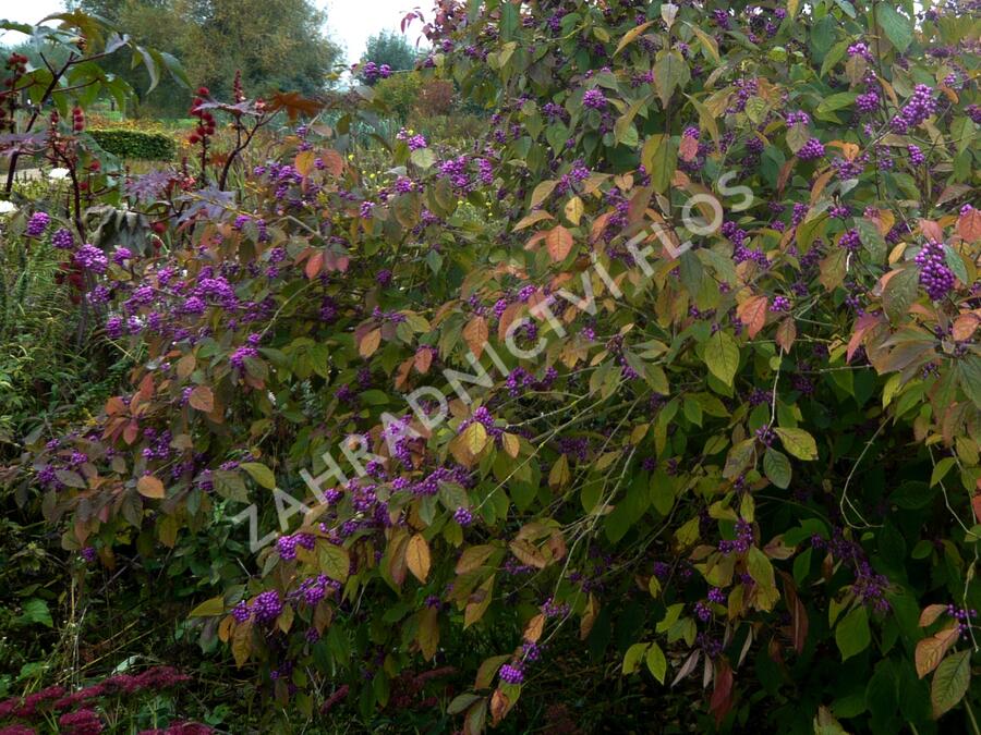 Krásnoplodka Bodinierova - Callicarpa bodinieri