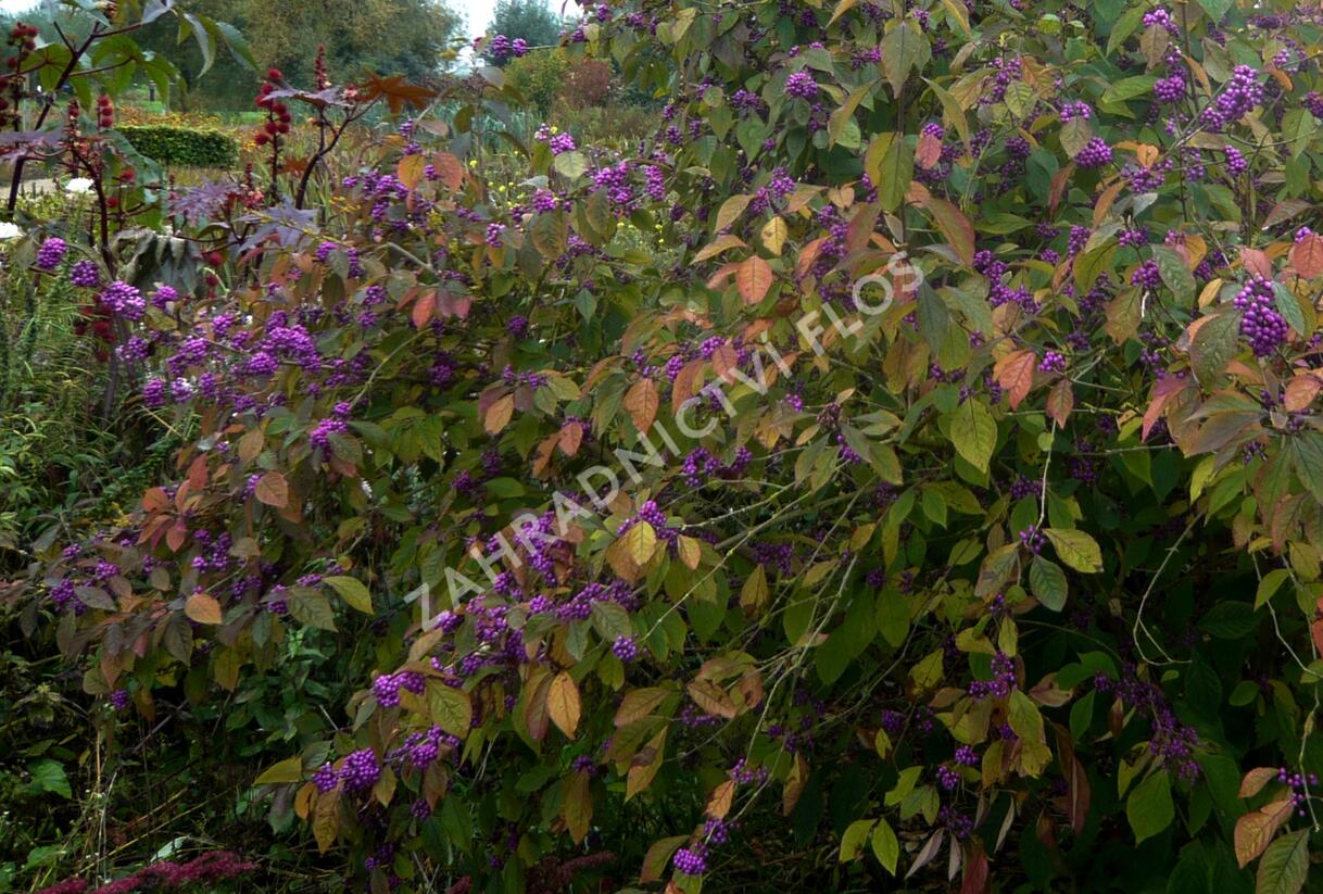 Krásnoplodka Bodinierova - Callicarpa bodinieri