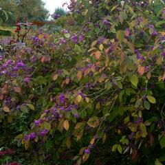 Krásnoplodka Bodinierova - Callicarpa bodinieri