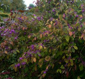 Krásnoplodka Bodinierova - Callicarpa bodinieri