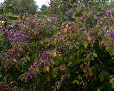 Krásnoplodka Bodinierova