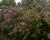 Krásnoplodka Bodinierova