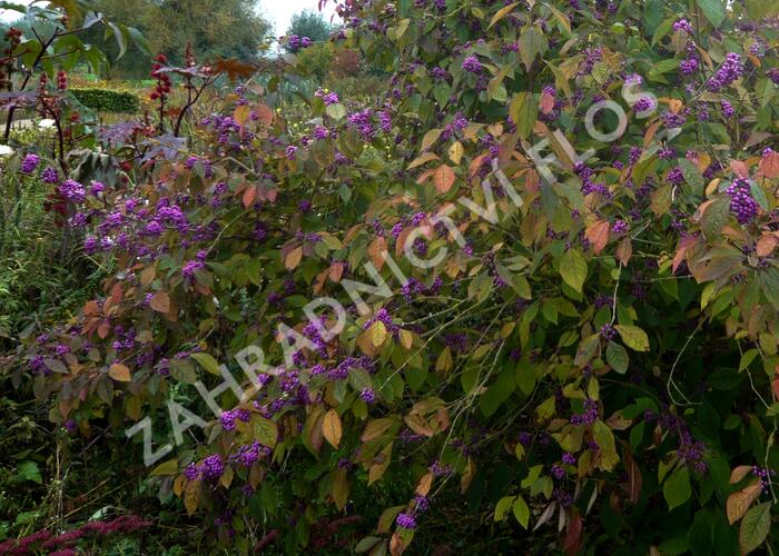 Krásnoplodka Bodinierova - Callicarpa bodinieri