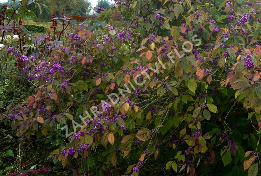 Krásnoplodka Bodinierova - Callicarpa bodinieri