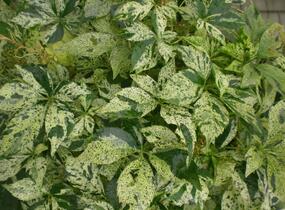 Přísavník pětilistý, loubinec 'Star Shower' - Parthenocissus quinquefolia 'Star Shower'