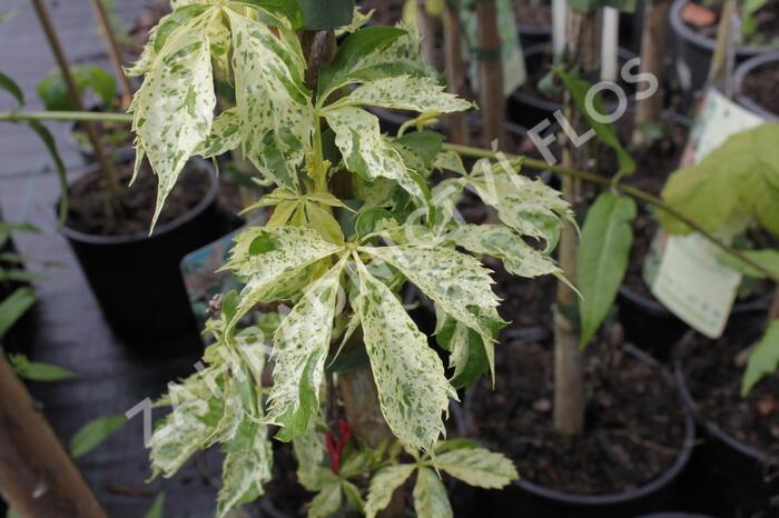 Přísavník pětilistý, loubinec 'Star Shower' - Parthenocissus quinquefolia 'Star Shower'