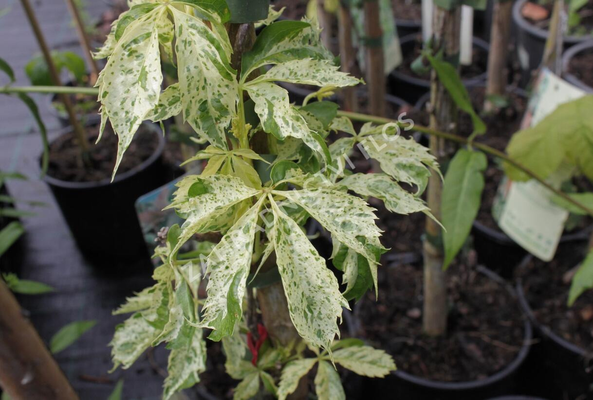 Přísavník pětilistý, loubinec 'Star Shower' - Parthenocissus quinquefolia 'Star Shower'