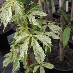 Přísavník pětilistý, loubinec 'Star Shower' - Parthenocissus quinquefolia 'Star Shower'
