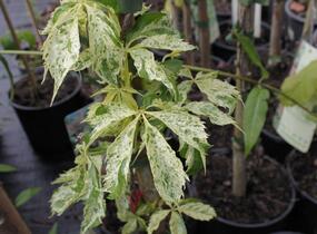 Přísavník pětilistý, loubinec 'Star Shower' - Parthenocissus quinquefolia 'Star Shower'