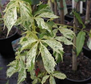 Přísavník pětilistý, loubinec 'Star Shower' - Parthenocissus quinquefolia 'Star Shower'