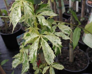 Přísavník pětilistý, loubinec 'Star Shower'