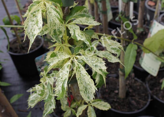 Přísavník pětilistý, loubinec 'Star Shower' - Parthenocissus quinquefolia 'Star Shower'
