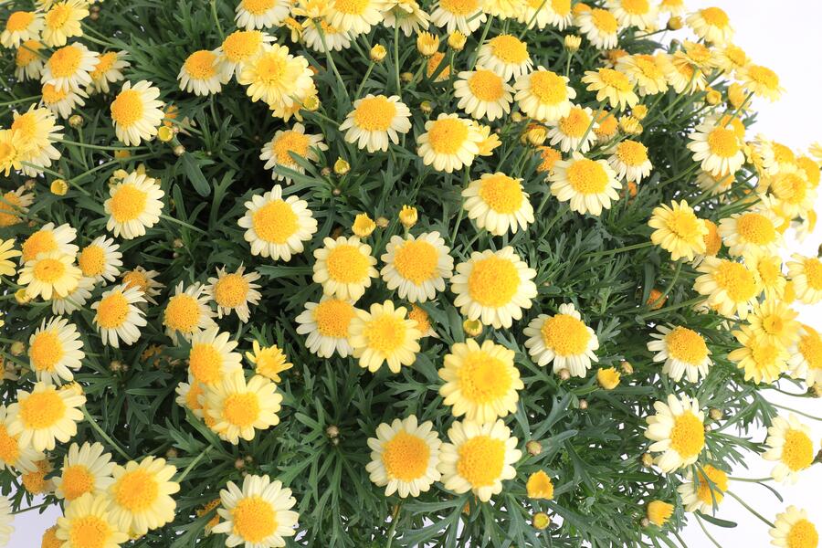 Kopretina pařížská 'Molimba Double Yellow' - Argyranthemum frutescens 'Molimba Double Yellow'