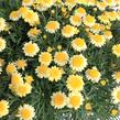 Kopretina pařížská 'Molimba Double Yellow' - Argyranthemum frutescens 'Molimba Double Yellow'