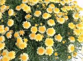 Kopretina pařížská 'Molimba Double Yellow' - Argyranthemum frutescens 'Molimba Double Yellow'