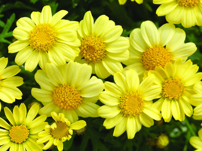 Kopretina pařížská 'Molimba Double Yellow' - Argyranthemum frutescens 'Molimba Double Yellow'