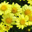 Kopretina pařížská 'Molimba Double Yellow' - Argyranthemum frutescens 'Molimba Double Yellow'