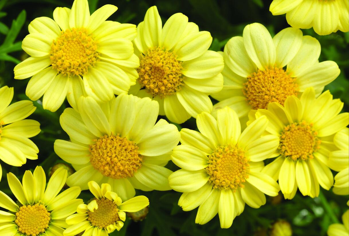 Kopretina pařížská 'Molimba Double Yellow' - Argyranthemum frutescens 'Molimba Double Yellow'