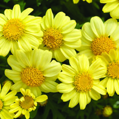 Kopretina pařížská 'Molimba Double Yellow' - Argyranthemum frutescens 'Molimba Double Yellow'