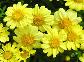 Kopretina pařížská 'Molimba Double Yellow' - Argyranthemum frutescens 'Molimba Double Yellow'
