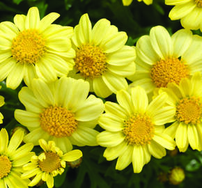 Kopretina pařížská 'Molimba Double Yellow' - Argyranthemum frutescens 'Molimba Double Yellow'