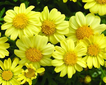 Kopretina pařížská 'Molimba Double Yellow'