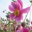 Sasanka japonská 'Rosenschale' - Anemone hupehensis 'Rosenschale'