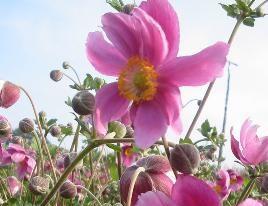 Sasanka hupejská 'Rosenschale'