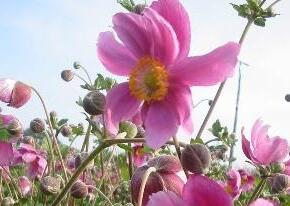Sasanka japonská 'Rosenschale' - Anemone hupehensis 'Rosenschale'