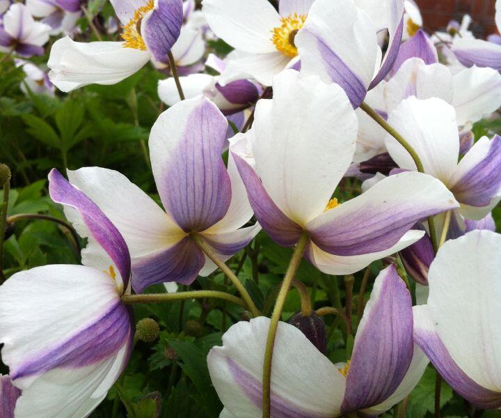 Sasanka 'Wild Swan' - Anemone hybrida 'Wild Swan'