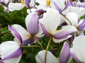 Sasanka 'Wild Swan' - Anemone hybrida 'Wild Swan'