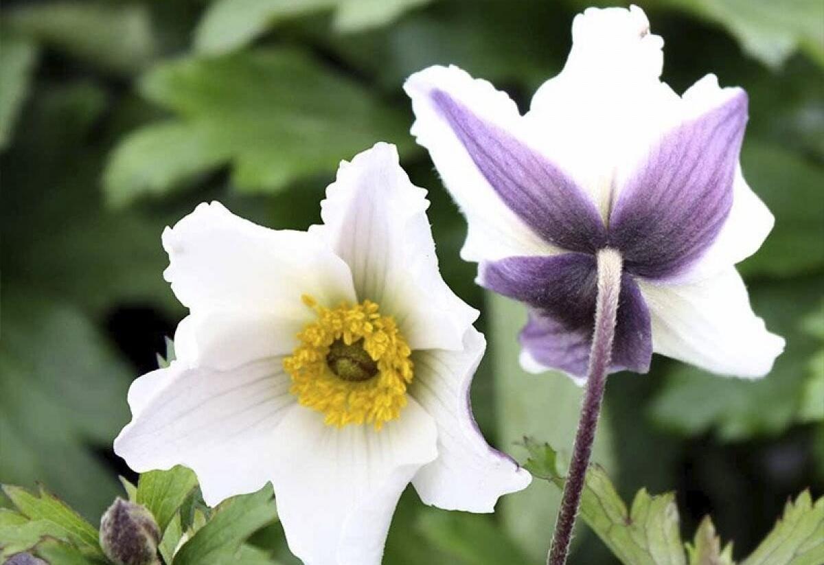 Sasanka 'Wild Swan' - Anemone hybrida 'Wild Swan'