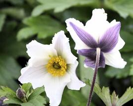 Sasanka 'Wild Swan'