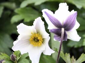 Sasanka 'Wild Swan' - Anemone hybrida 'Wild Swan'