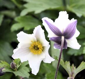 Sasanka 'Wild Swan' - Anemone hybrida 'Wild Swan'