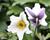 Sasanka 'Wild Swan'
