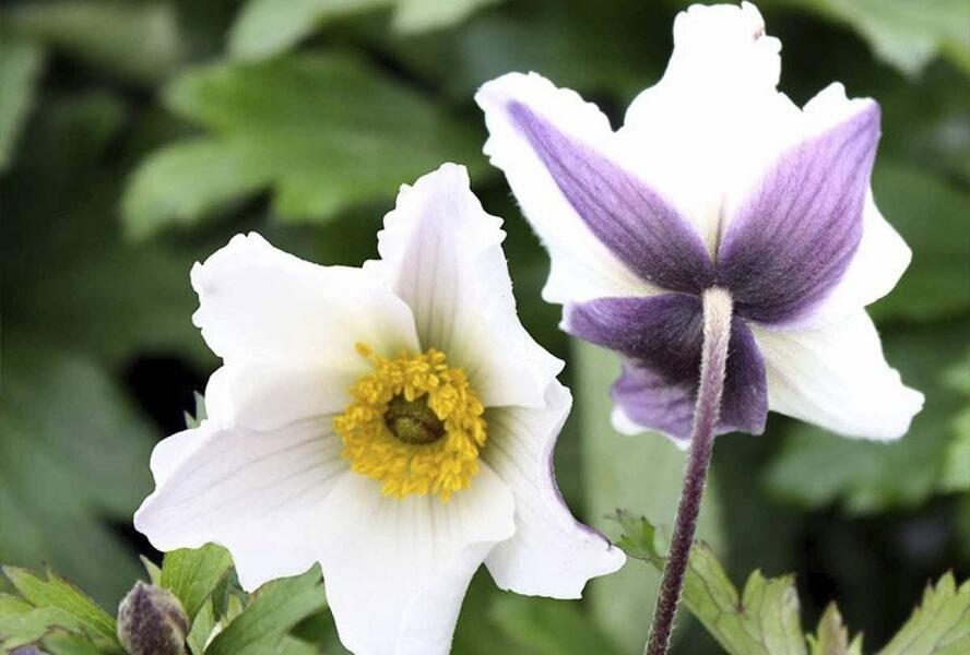 Sasanka 'Wild Swan' - Anemone hybrida 'Wild Swan'