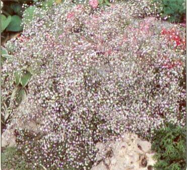 Šater latnatý 'Bristol Fairy' - Gypsophila paniculata 'Bristol Fairy'