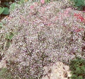 Šater latnatý 'Bristol Fairy' - Gypsophila paniculata 'Bristol Fairy'
